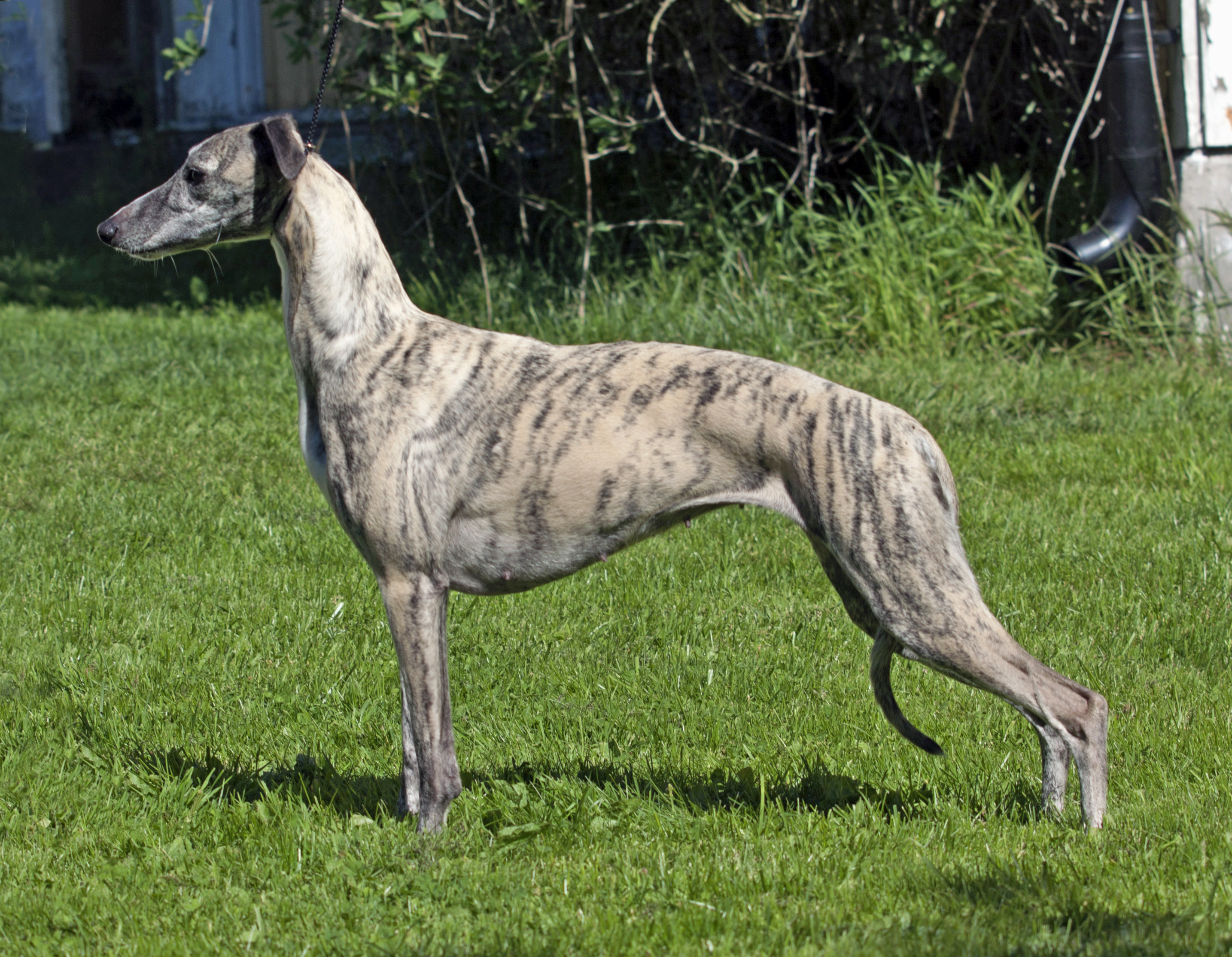 Merci isle best sale whippets