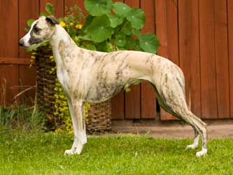 Ch Twyborn Lazy Ch Twyborn Lazy